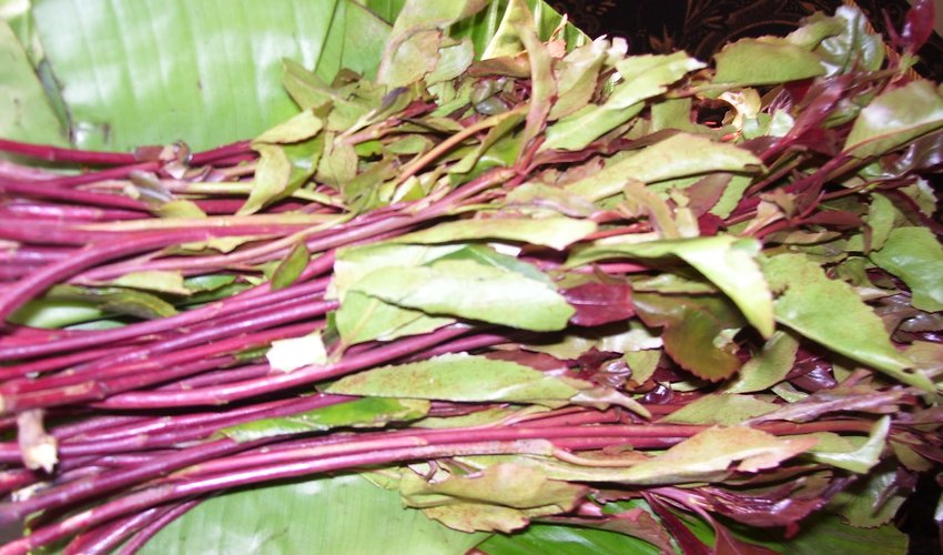 Somalia Using Khat as trade and political leverage