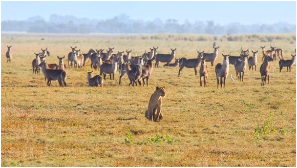 Image result for mozambique gorongosa